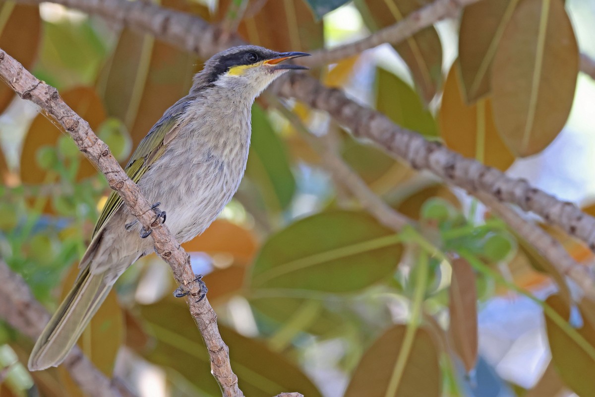 Singing Honeyeater - ML613306660