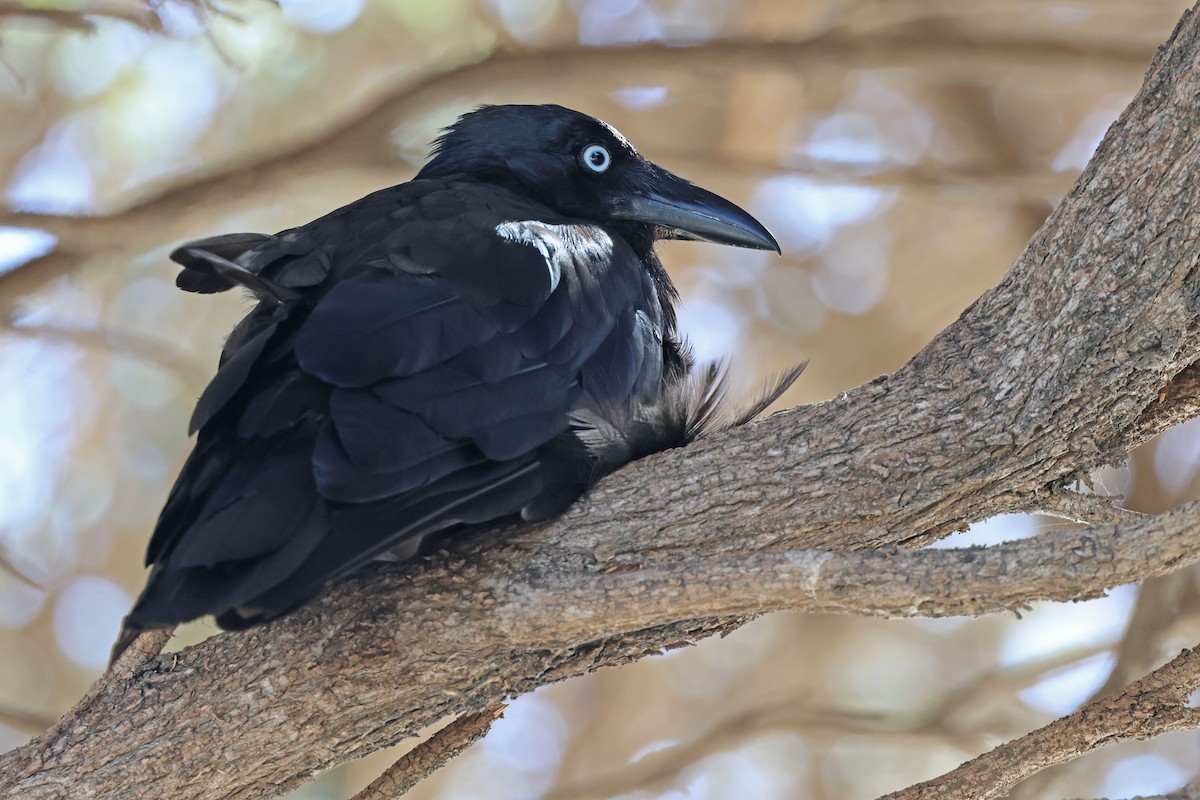 Australian Raven - ML613306662