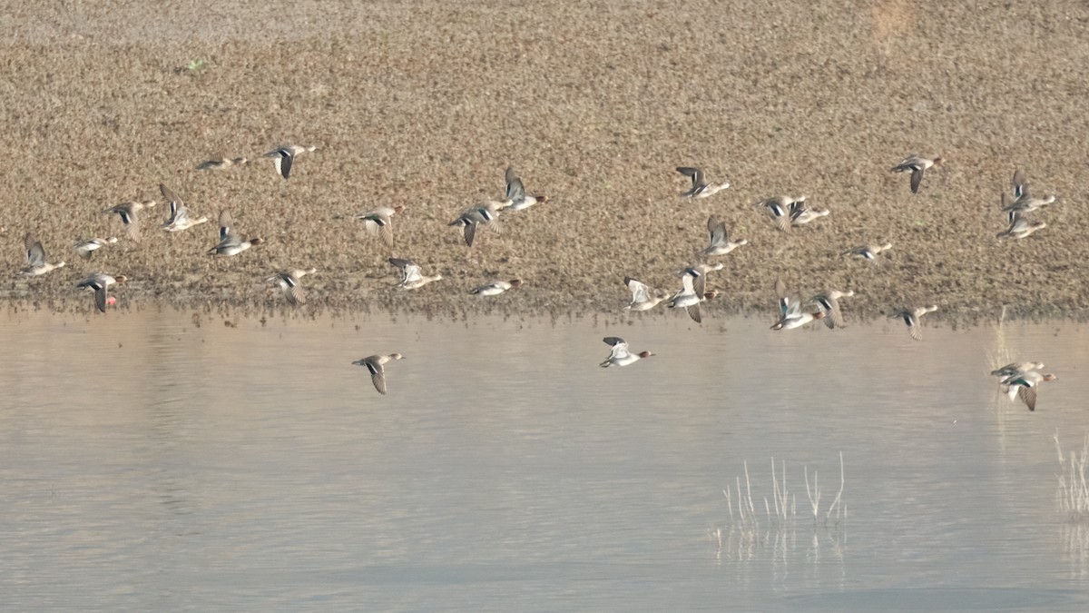 Green-winged Teal - Reyhan Hamdi