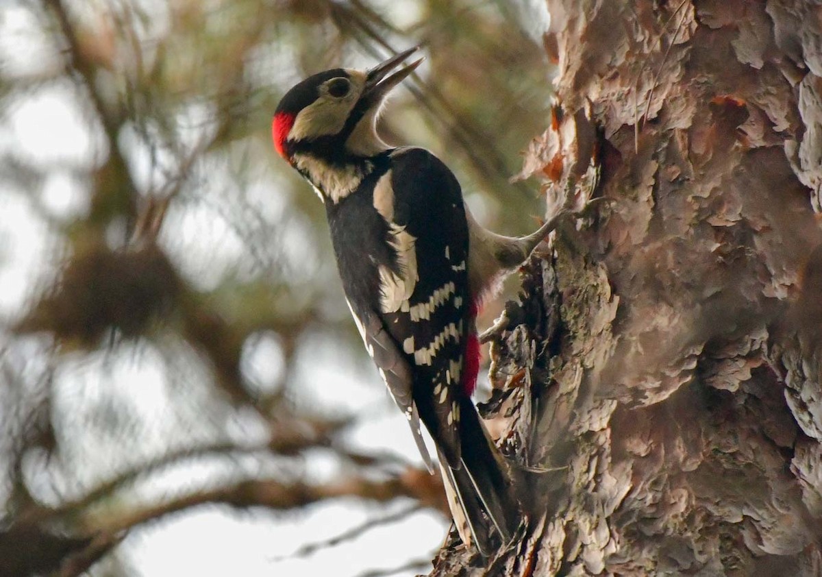 Great Spotted Woodpecker - ML613306665