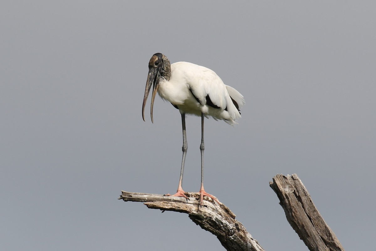 Wood Stork - Jim Sculatti
