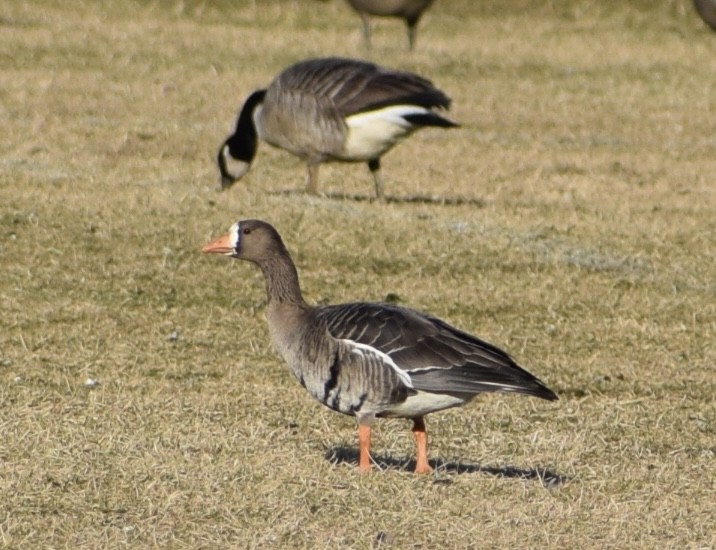 Greater White-fronted Goose - ML613306712