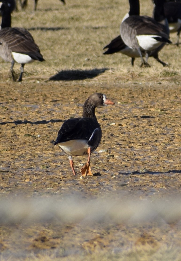 Greater White-fronted Goose - ML613306713