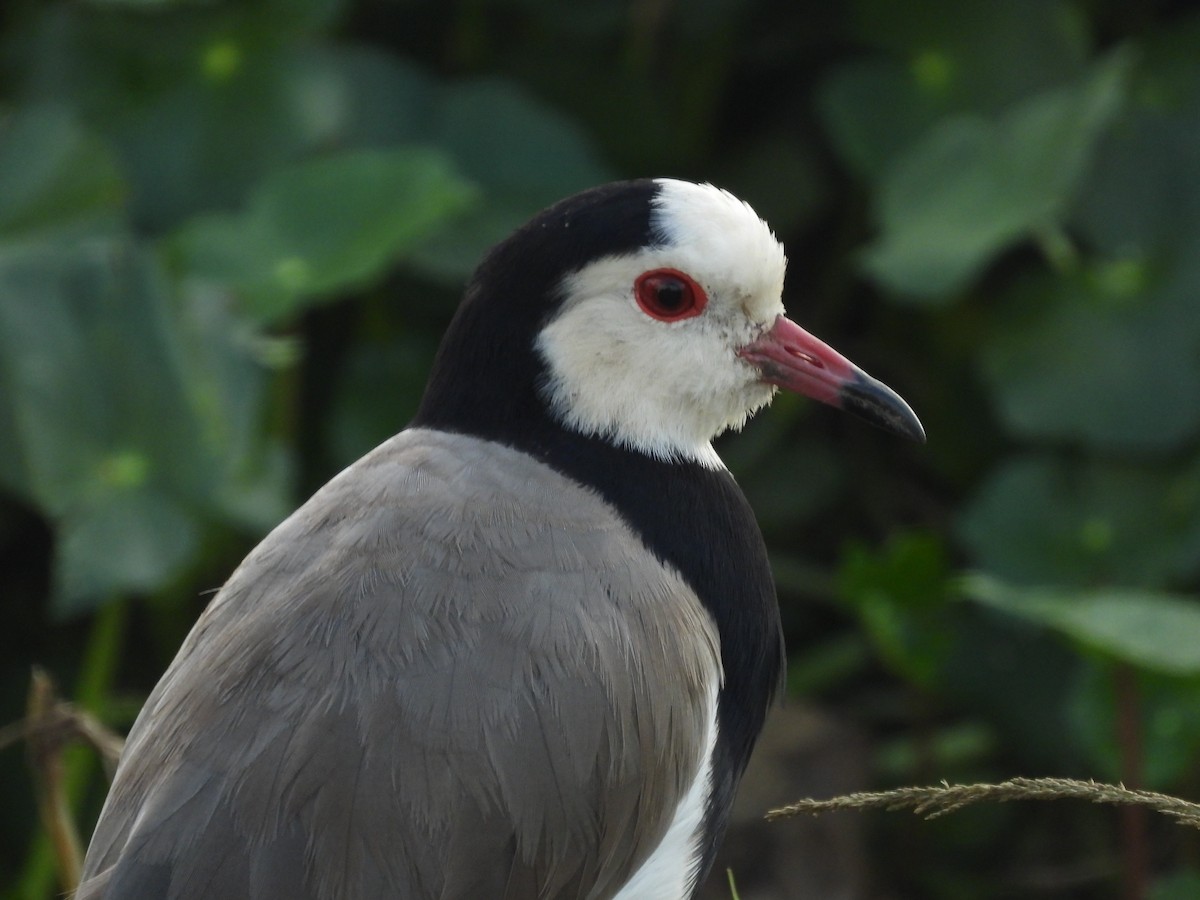 Long-toed Lapwing - Ben Simmons