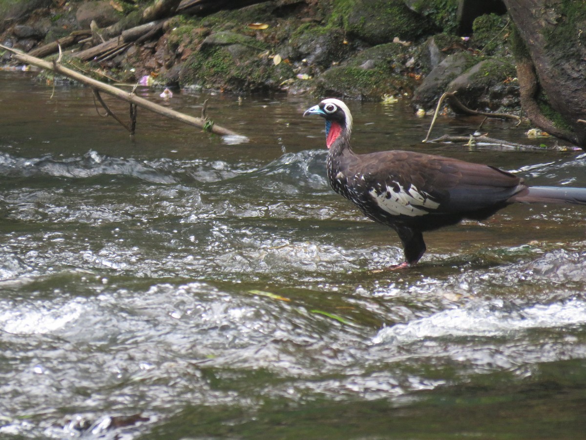 Black-fronted Piping-Guan - ML613306756
