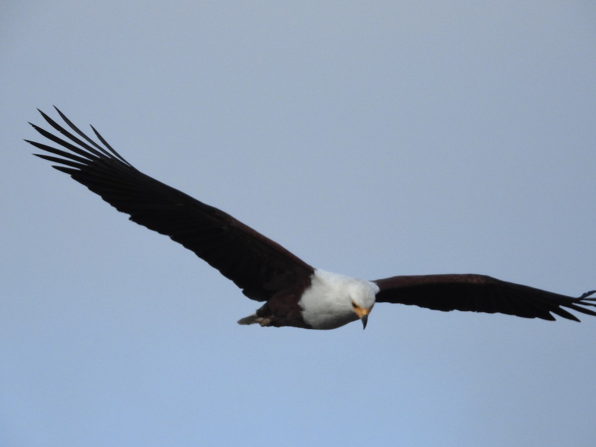 African Fish-Eagle - Ben Simmons