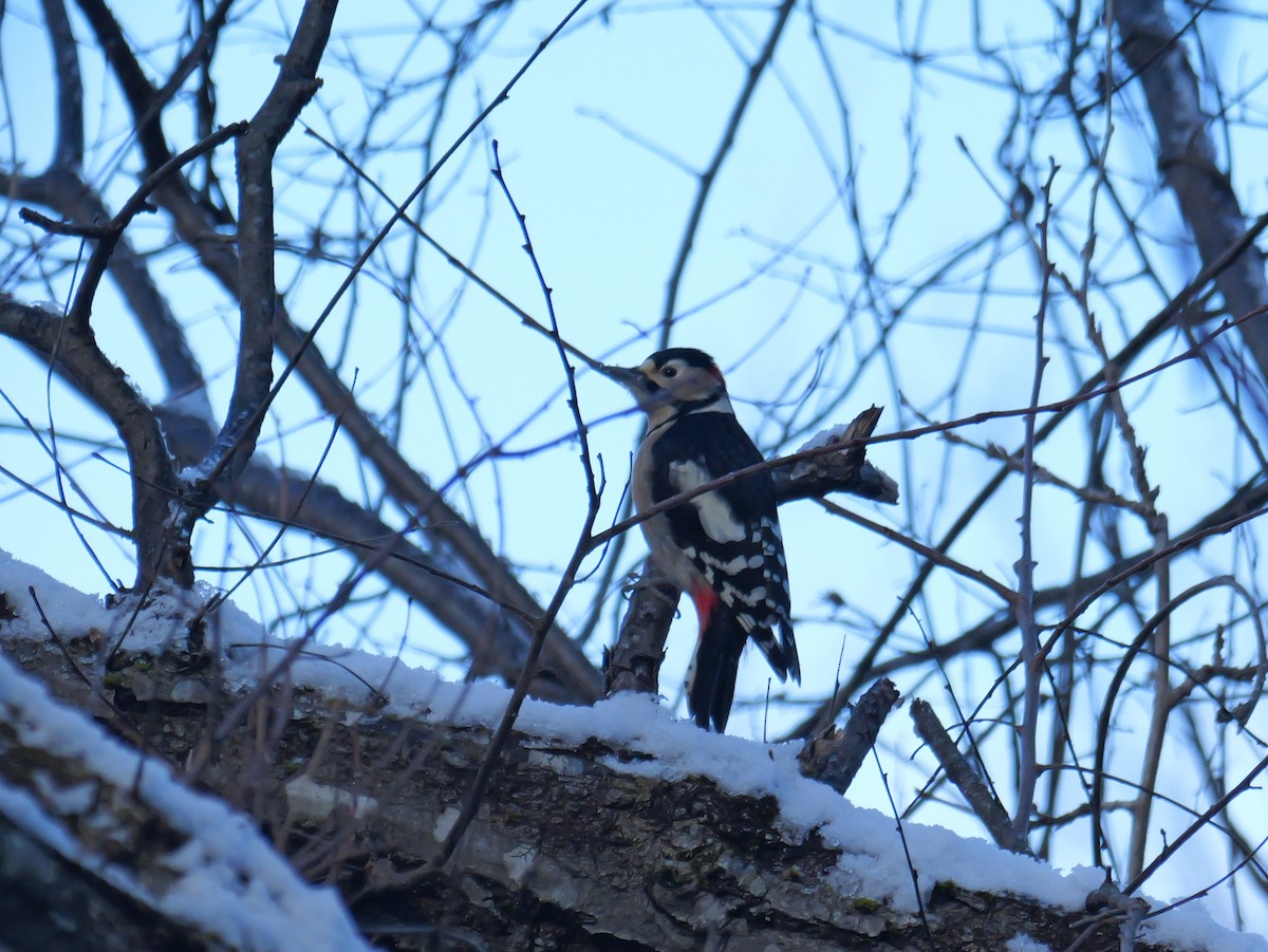Great Spotted Woodpecker - ML613306774