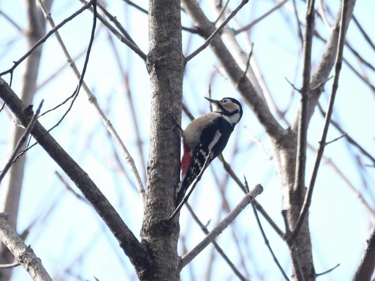 Great Spotted Woodpecker - ML613306775
