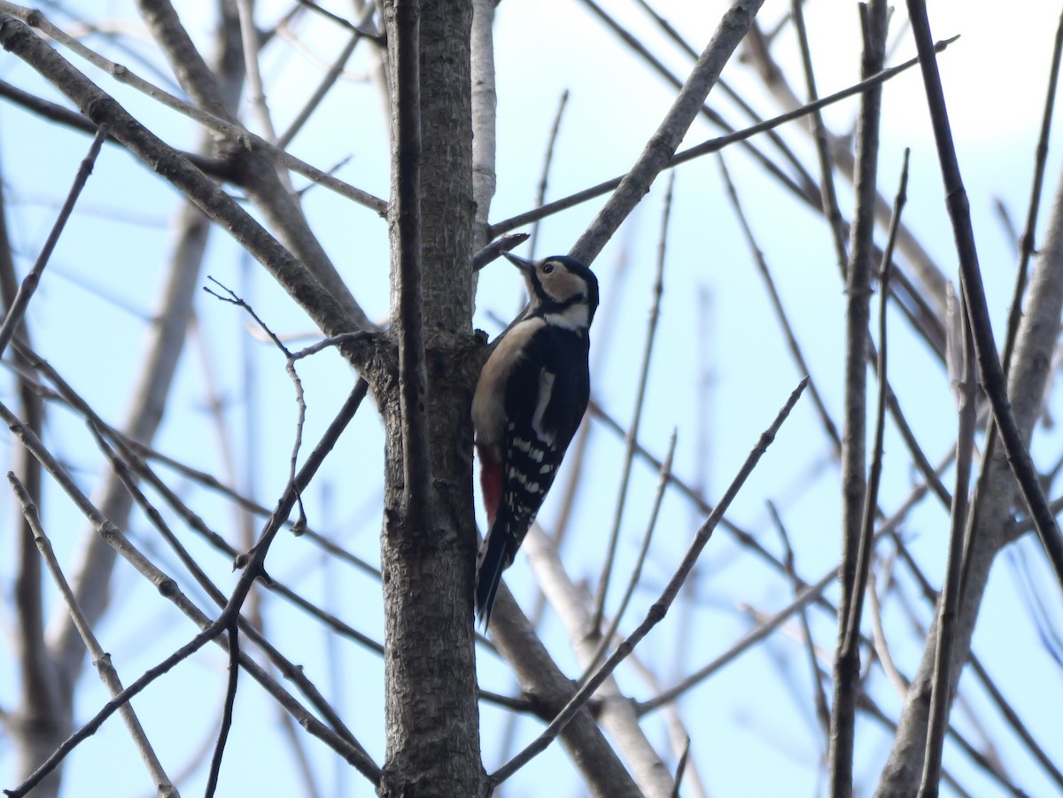 Great Spotted Woodpecker - ML613306776
