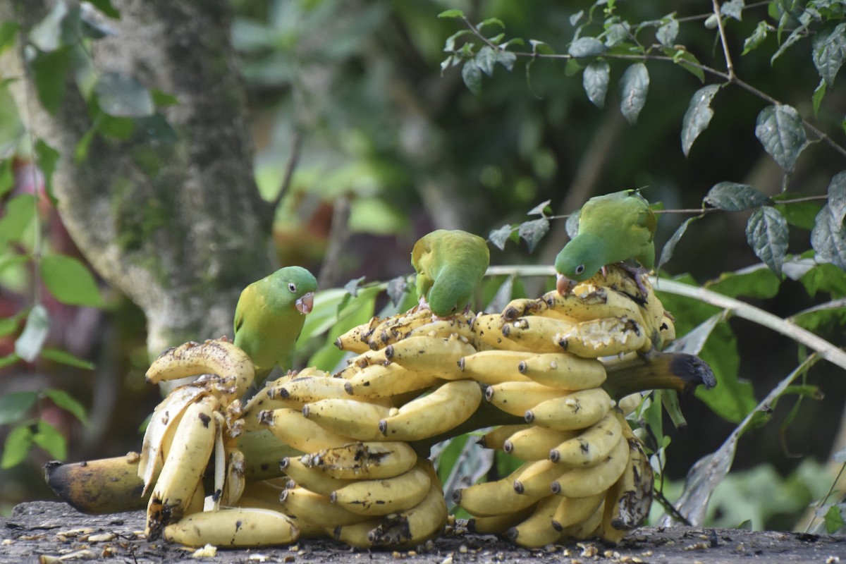 Orange-chinned Parakeet - ML613306794