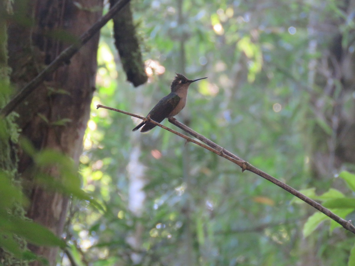 kolibřík paraguayský - ML613306797