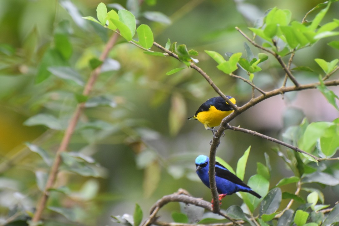 Yellow-throated Euphonia - Lucas Eckert