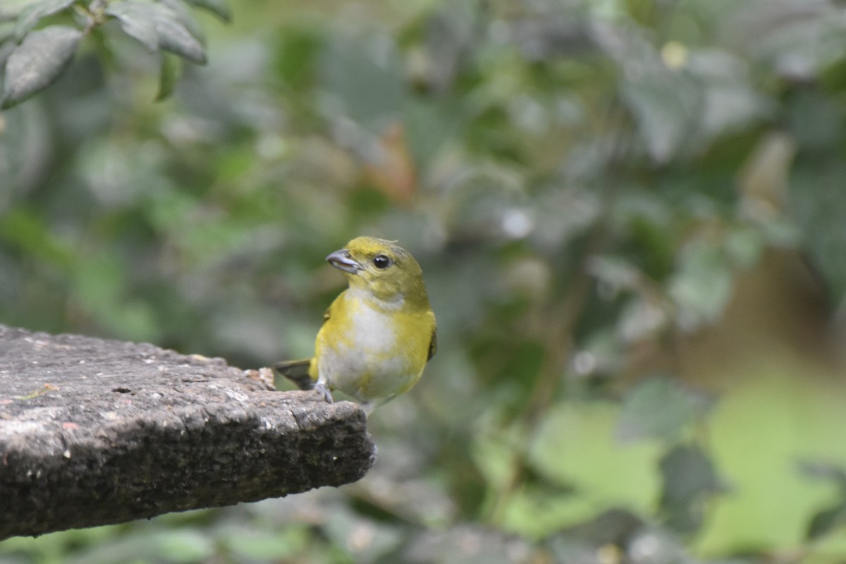 Yellow-throated Euphonia - Lucas Eckert