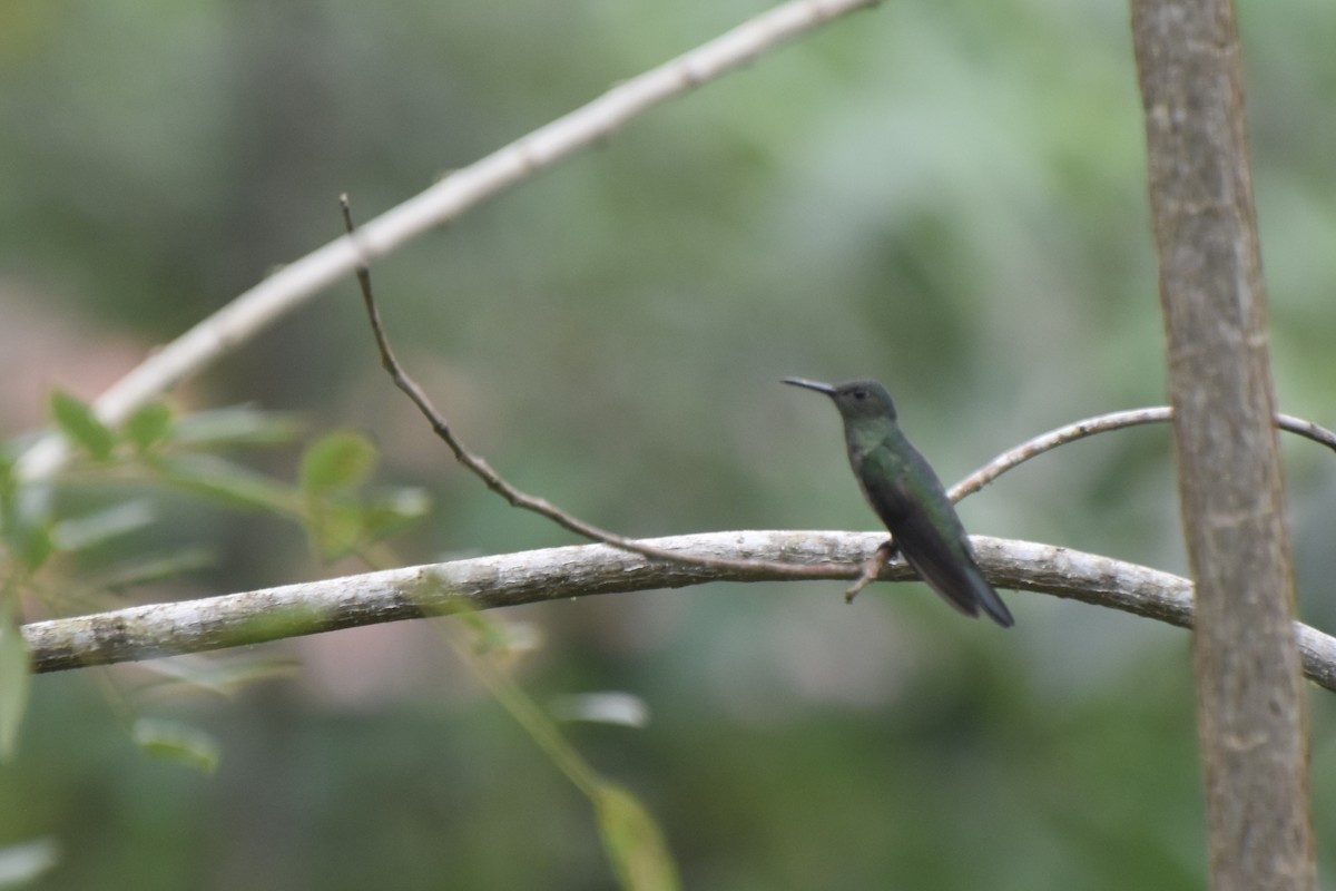 Scaly-breasted Hummingbird - Lucas Eckert
