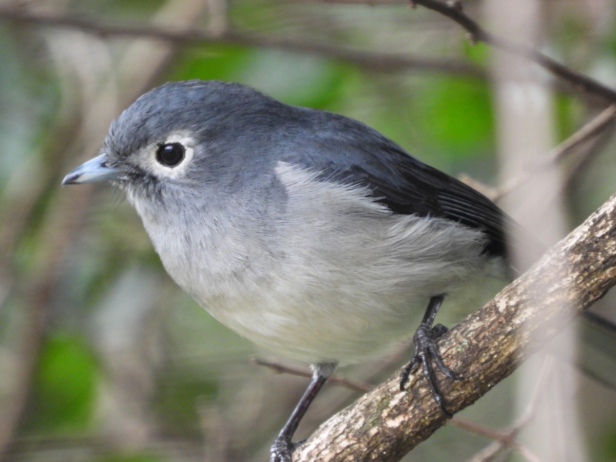 White-eyed Slaty-Flycatcher - ML613306805