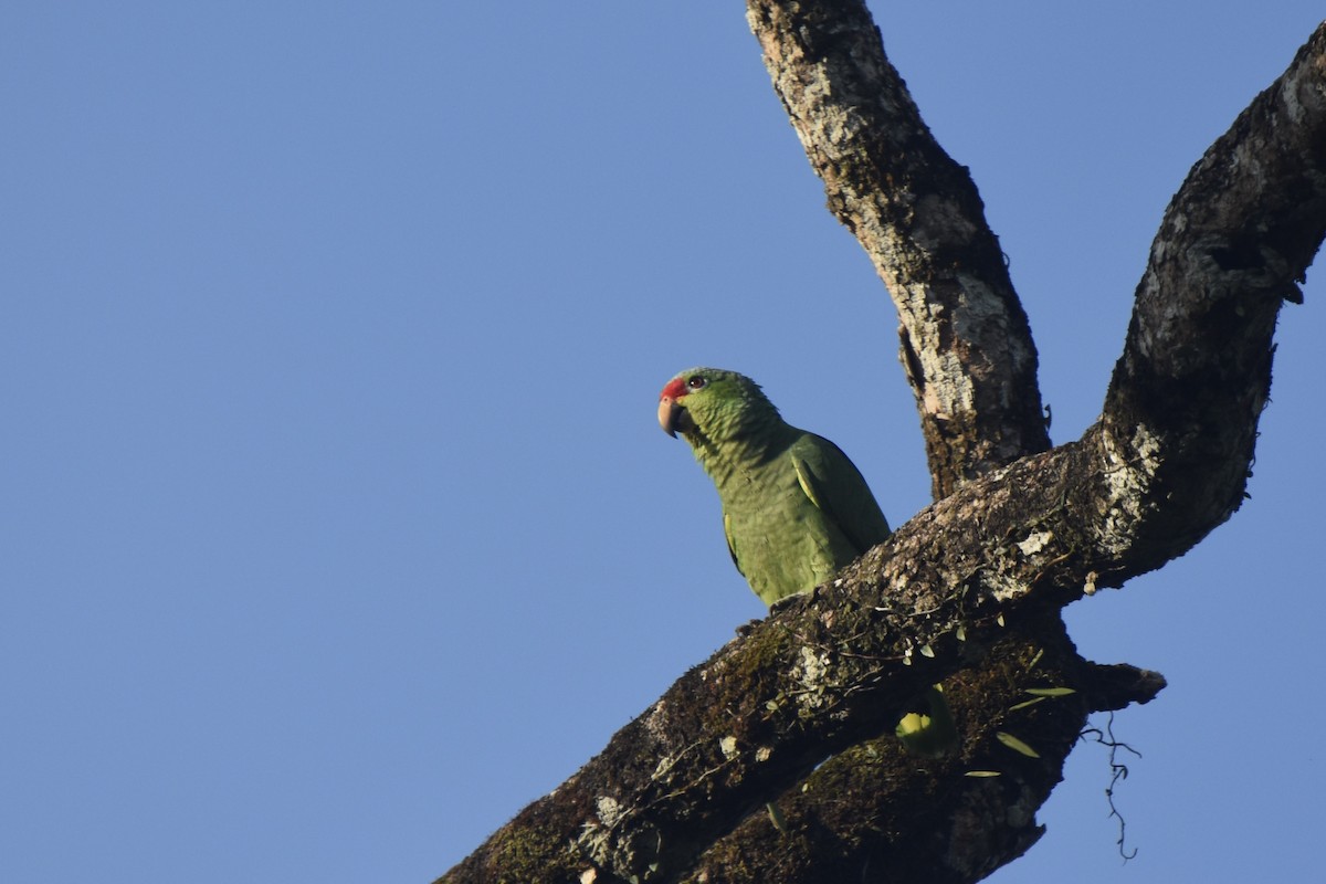 Red-lored Parrot - Lucas Eckert