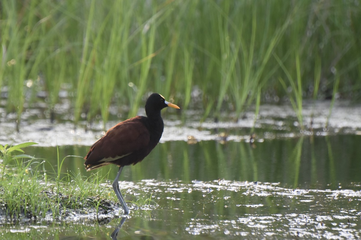 Northern Jacana - ML613306816