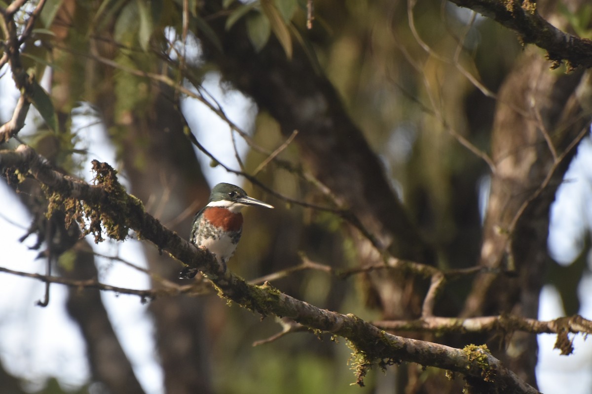 Green Kingfisher - ML613306818