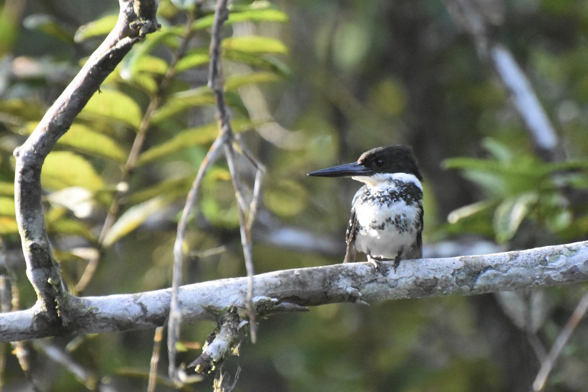 Green Kingfisher - ML613306819