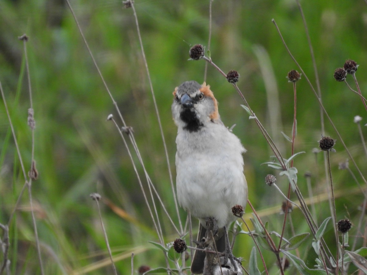 Kenya Rufous Sparrow - Ben Simmons