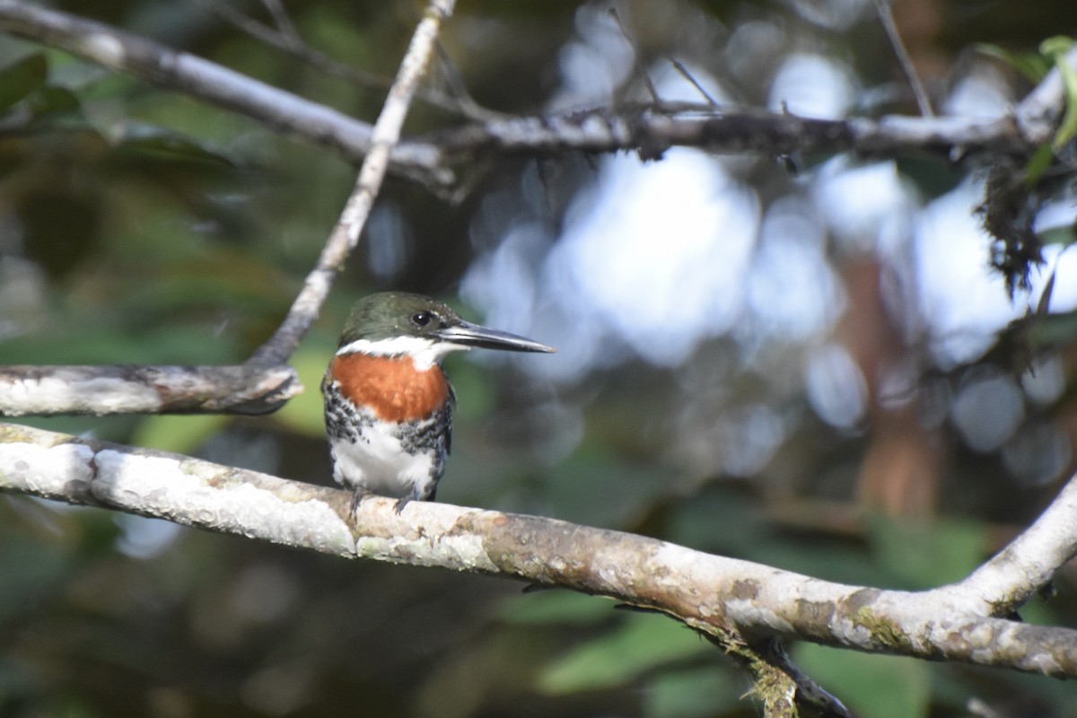 Green Kingfisher - Lucas Eckert