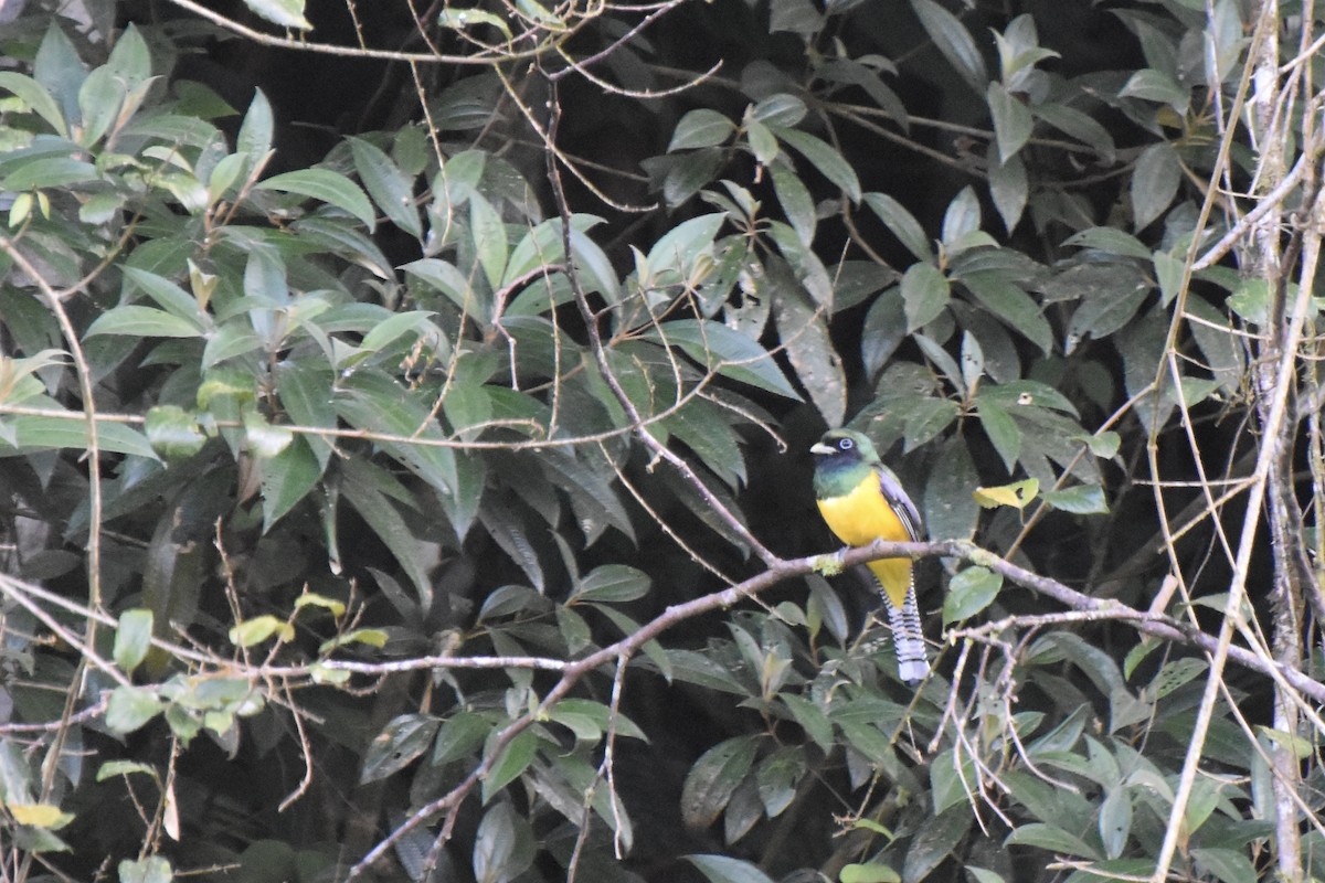 Northern Black-throated Trogon - Lucas Eckert