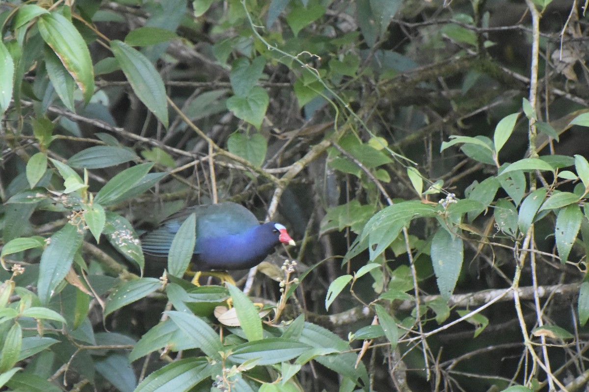 Purple Gallinule - Lucas Eckert