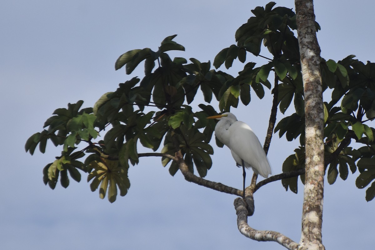 Great Egret - ML613306826