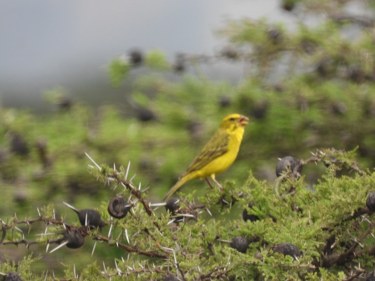 Brimstone Canary - ML613306827