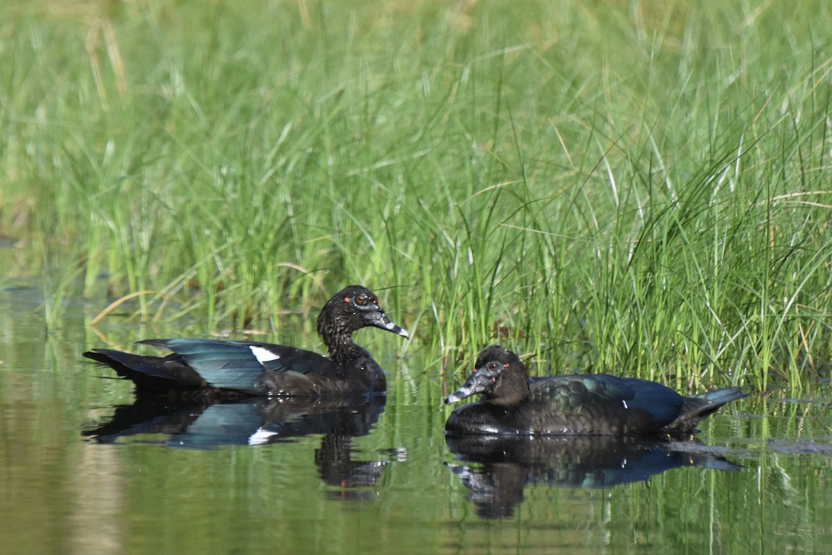 Muscovy Duck - Lucas Eckert