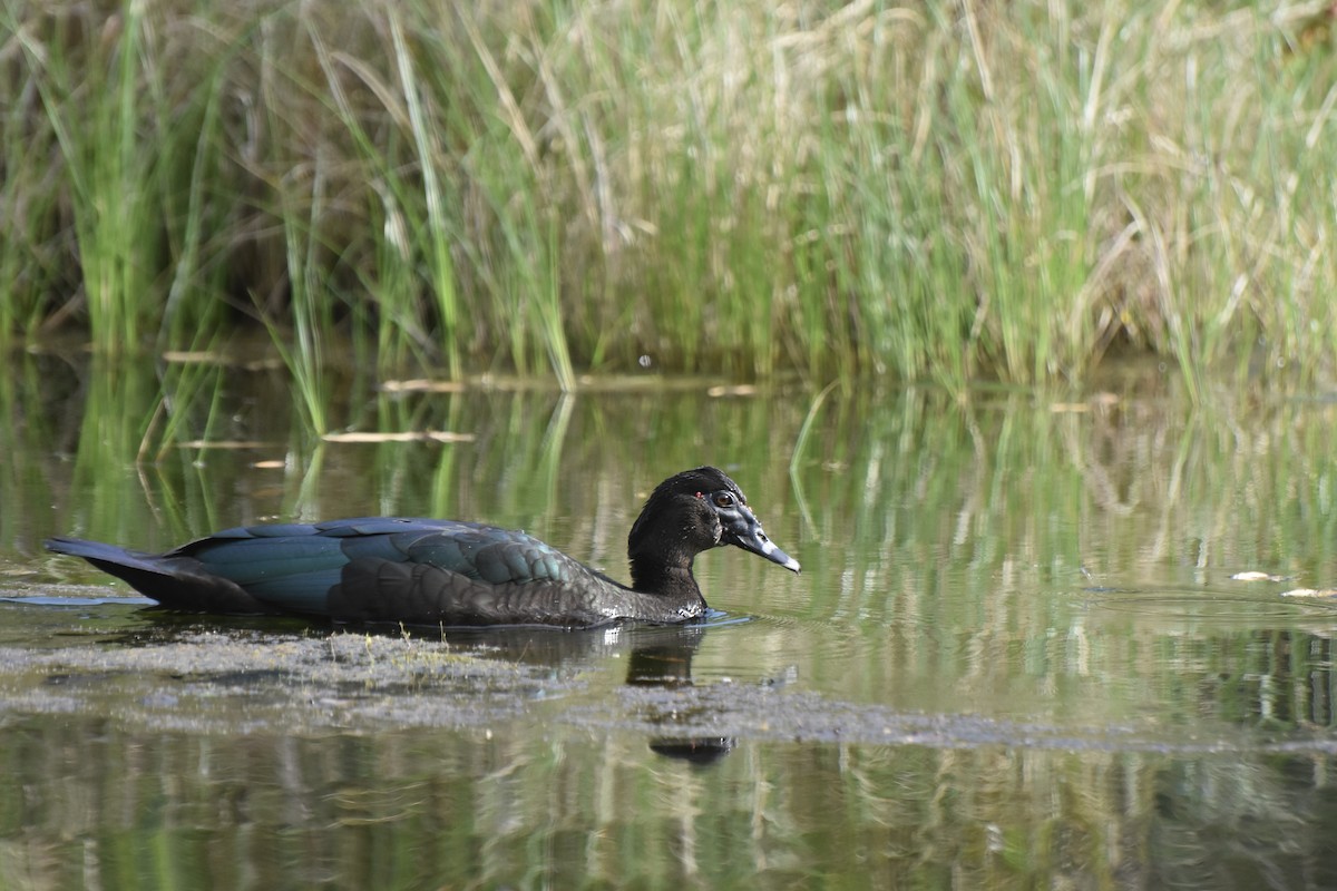 Muscovy Duck - ML613306833