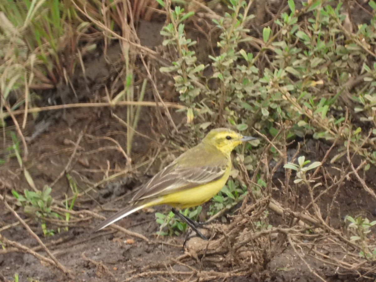 Western Yellow Wagtail - Ben Simmons