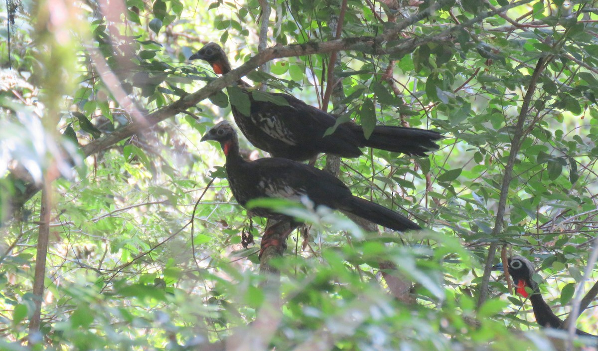 Black-fronted Piping-Guan - ML613306839