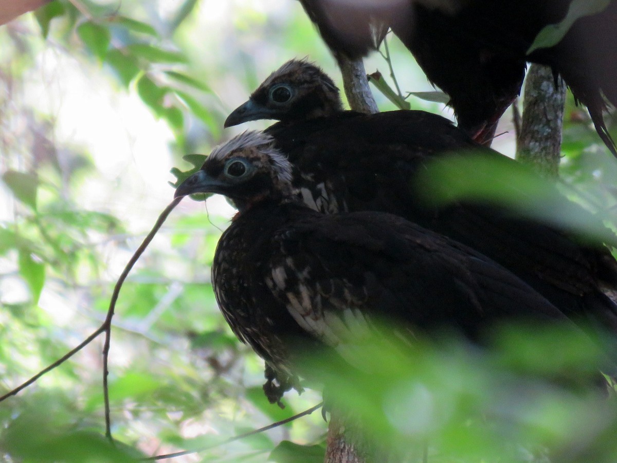 Black-fronted Piping-Guan - ML613306841