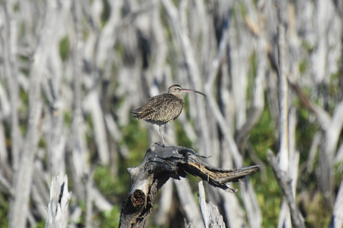 Whimbrel - Lucas Eckert