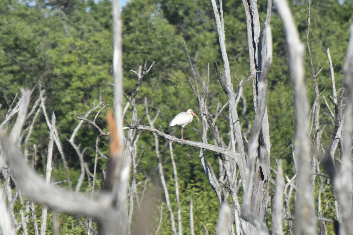 White Ibis - ML613306862