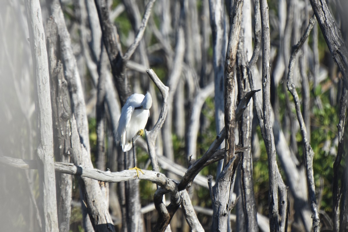 Snowy Egret - Lucas Eckert