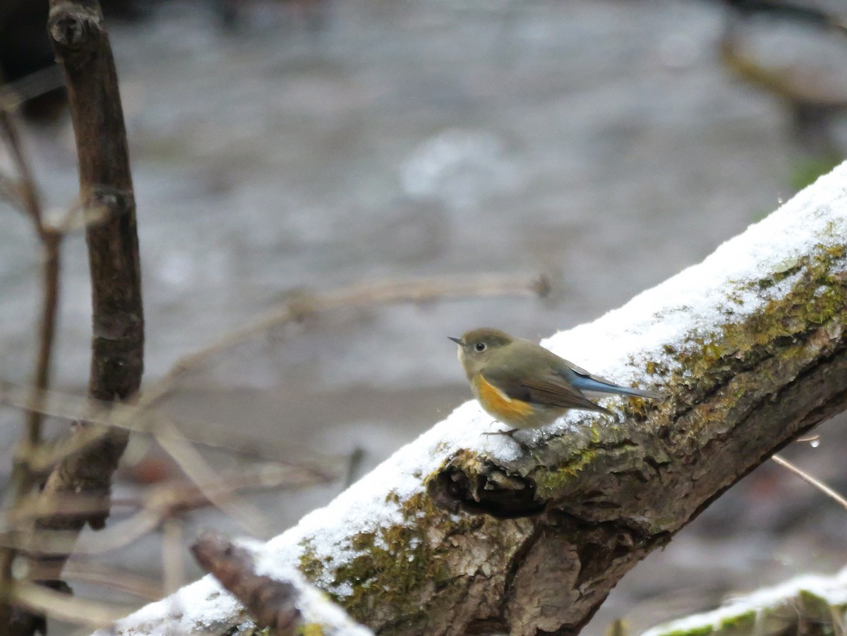 Red-flanked Bluetail - ML613306877
