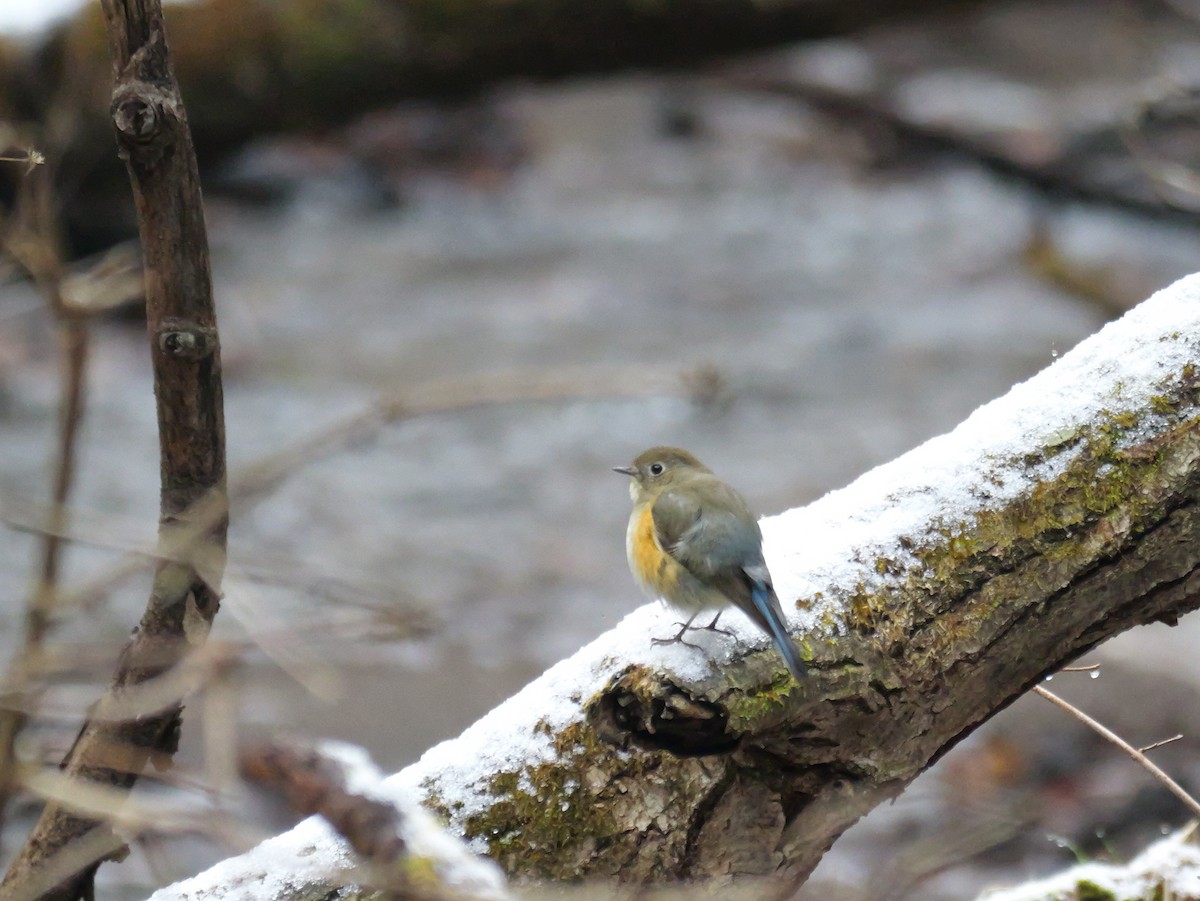 Red-flanked Bluetail - ML613306878