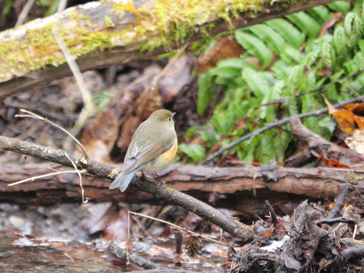 Red-flanked Bluetail - ML613306883