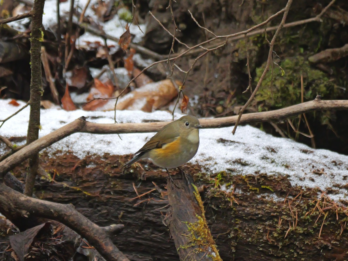 Red-flanked Bluetail - ML613306884