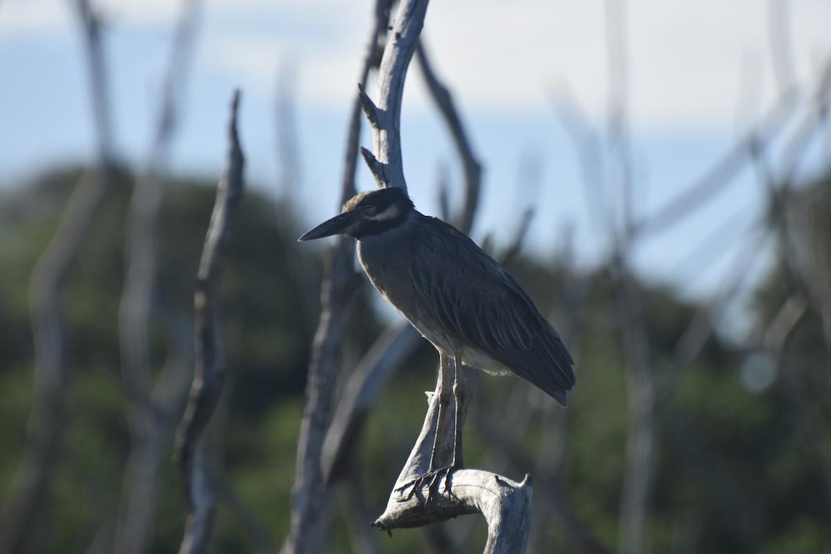 Yellow-crowned Night Heron - ML613306894