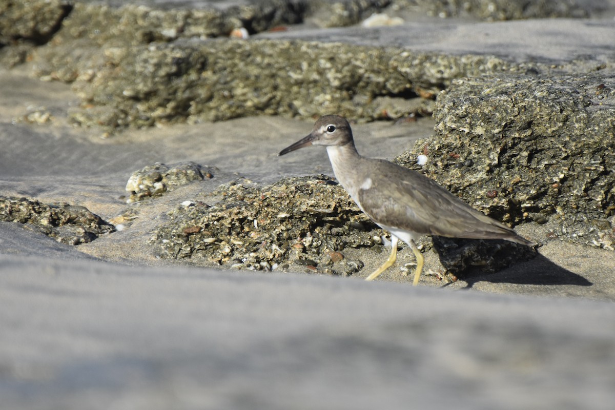 Spotted Sandpiper - Lucas Eckert