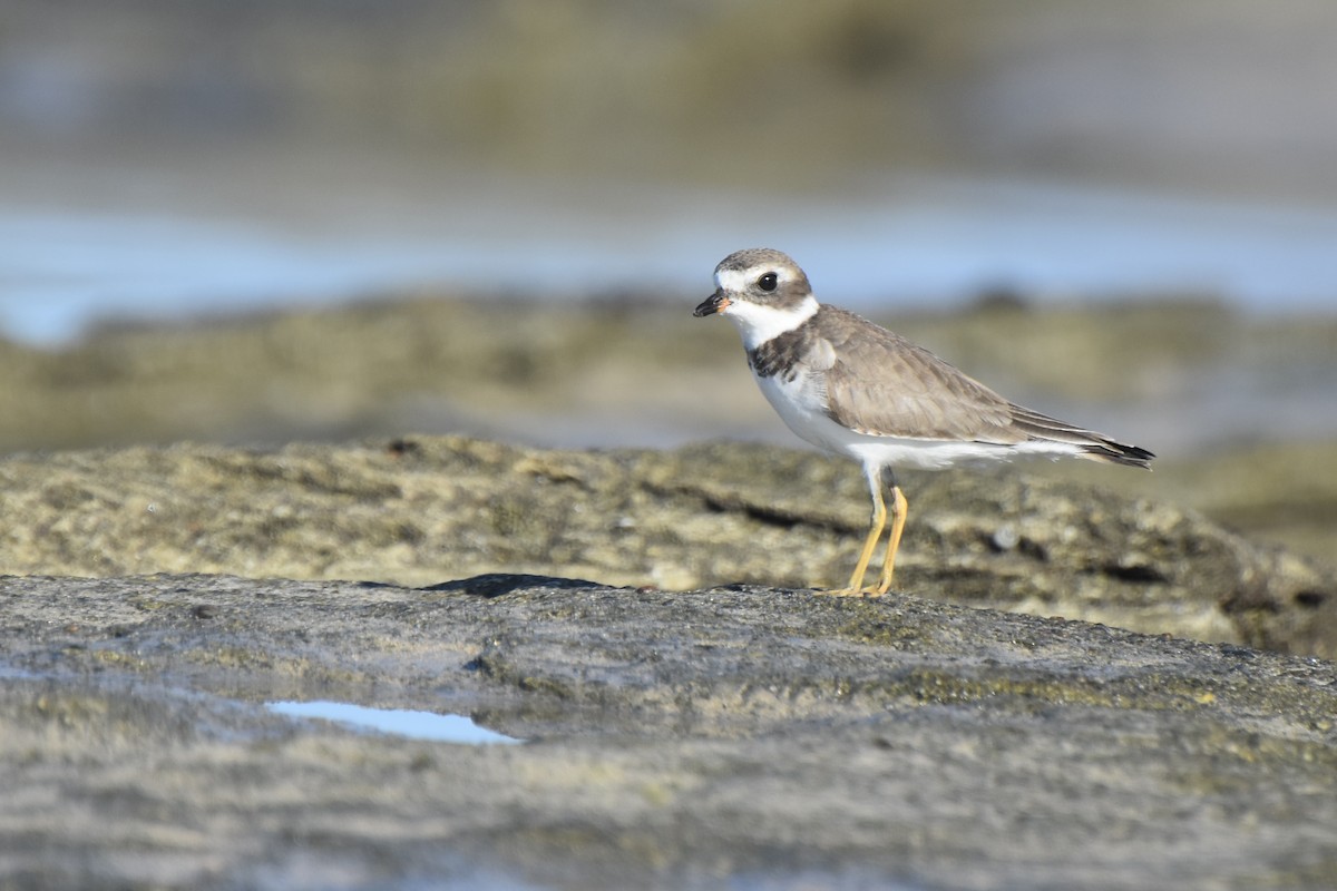 Semipalmated Plover - Lucas Eckert