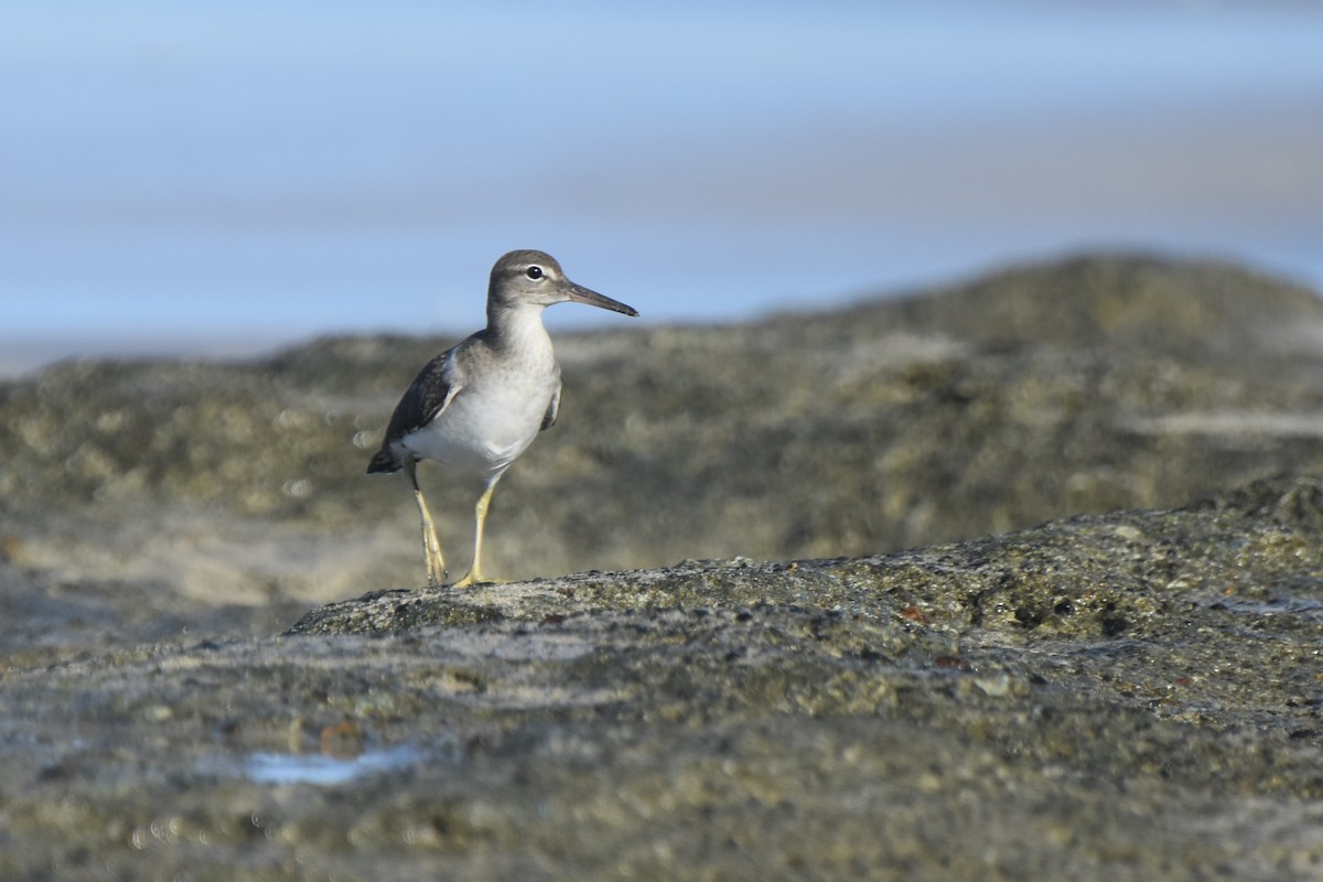 Spotted Sandpiper - Lucas Eckert