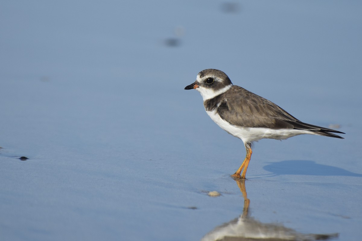 Semipalmated Plover - Lucas Eckert