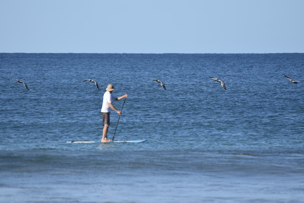 Brown Pelican - ML613306921