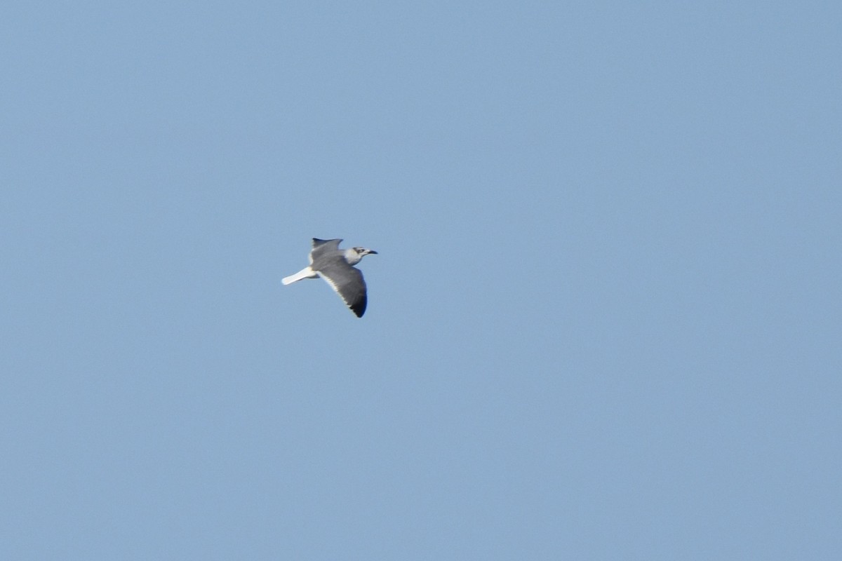 Laughing Gull - Lucas Eckert