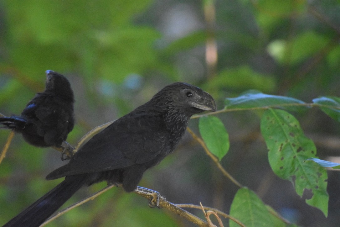 Groove-billed Ani - Lucas Eckert