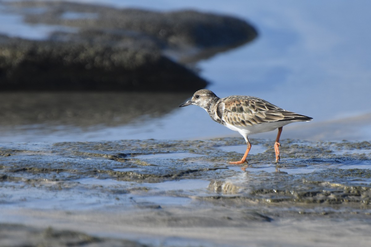 Ruddy Turnstone - Lucas Eckert